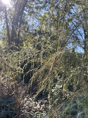Eupatorium capillifolium