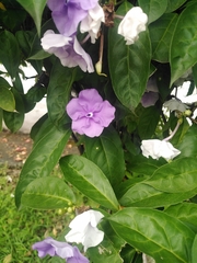 Brunfelsia