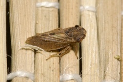 Megophthalmus scanicus