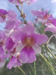 Papilionanthe