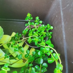Pilea peploides