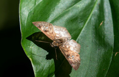 Carrhenes meridensis