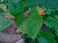 Fagopyrum esculentum