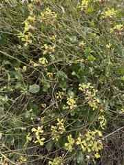 Raphanus raphanistrum