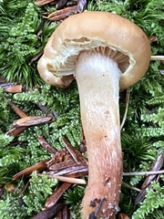 Hypholoma lateritium