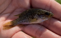 Lepomis gulosus