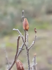 Cistus atriplicifolius