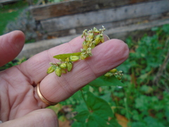 Fagopyrum esculentum