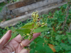 Fagopyrum esculentum