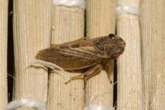 Megophthalmus scanicus