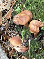 Hypholoma lateritium