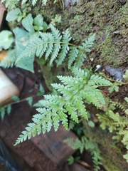 Pityrogramma calomelanos