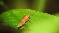 Aphrodes