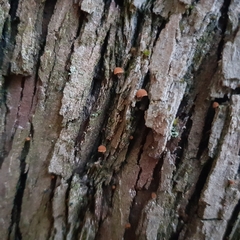 Phaeomarasmius rimulincola