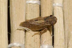 Megophthalmus scanicus