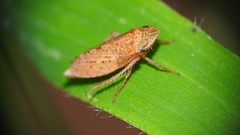 Aphrodes
