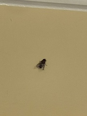Entomophthora