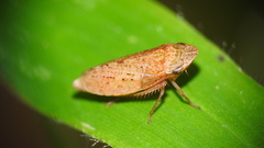 Aphrodes