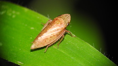 Aphrodes