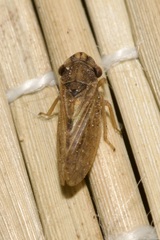 Megophthalmus scanicus