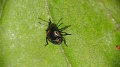 Nezarini
