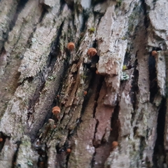 Phaeomarasmius rimulincola