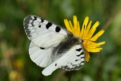 Parnassius phoebus