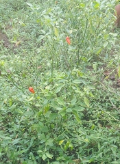Capsicum chinense