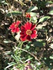 Coreopsis tinctoria