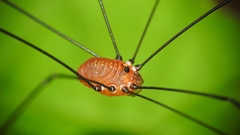 Leiobunum aldrichi