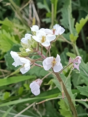 Diplotaxis erucoides