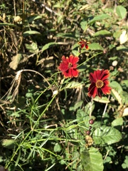 Coreopsis tinctoria