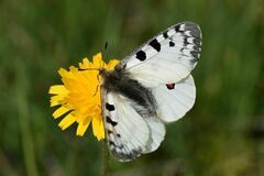 Parnassius phoebus