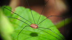Leiobunum aldrichi