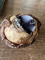 Calatola costaricensis