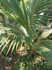 Cocos nucifera