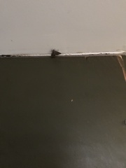 Anavitrinella pampinaria