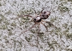 Oxyopes