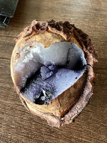 Calatola costaricensis, photograph 5