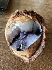 Calatola costaricensis