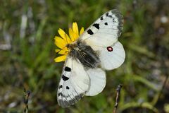 Parnassius phoebus
