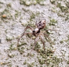Oxyopes