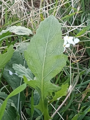 Diplotaxis erucoides