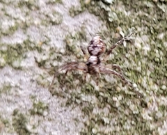 Oxyopes