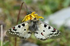 Parnassius phoebus