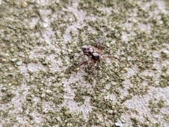 Oxyopes