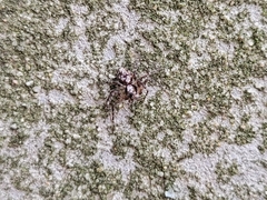 Oxyopes