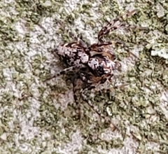 Oxyopes