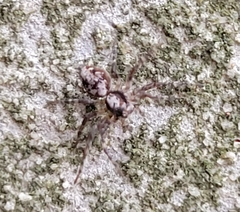 Oxyopes