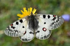 Parnassius phoebus